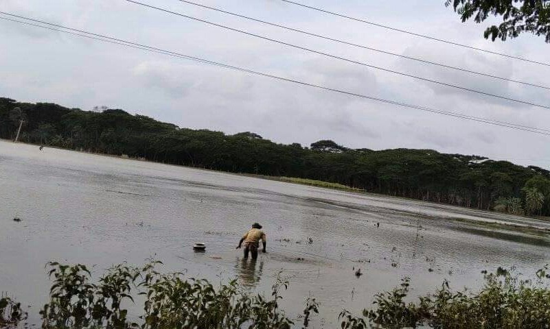 রামগতিঃ অতিরিক্ত জোয়ারে টেংরা মাছের মহোৎসব