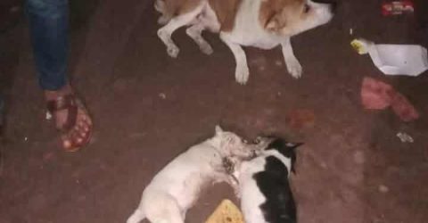 রামগতিতে দুই কুকুর ছানা হত্যা: থানায় অভিযোগ