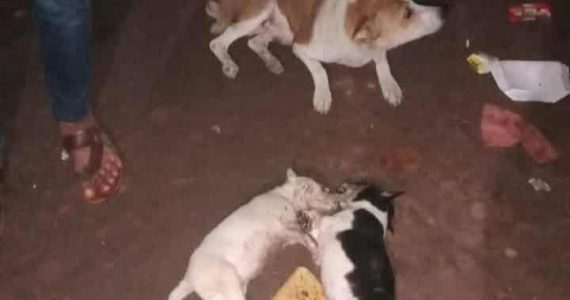 রামগতিতে দুই কুকুর ছানা হত্যা: থানায় অভিযোগ