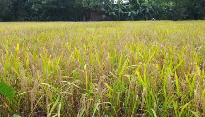 রামগতিতে পর পর দু মৌসুমে লক্ষ্যমাত্রা ছাড়িয়েছে বোরো ধানের আবাদ