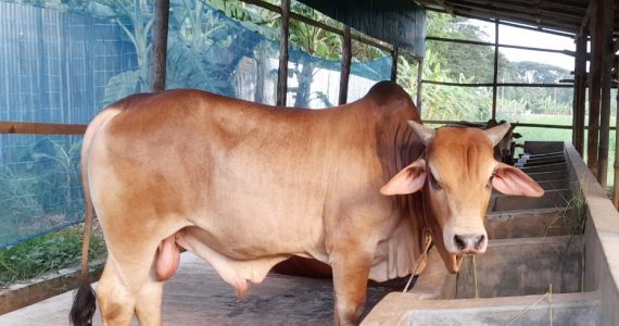 ঈদুল আযহা ঘিরে রামগতিতে ব্যস্ত গো-খামারিরা, ভালো দামের প্রত্যাশা