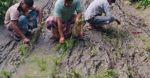 রামগতিতে সড়ক সংষ্কার না হওয়ার প্রতিবাদে ধানের চারা রোপন