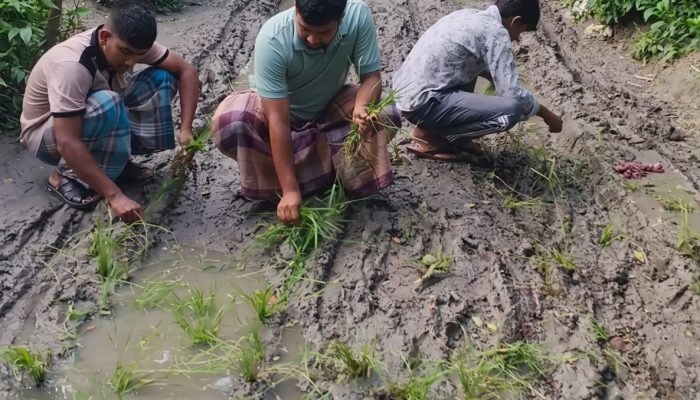 রামগতিতে সড়ক সংষ্কার না হওয়ার প্রতিবাদে ধানের চারা রোপন