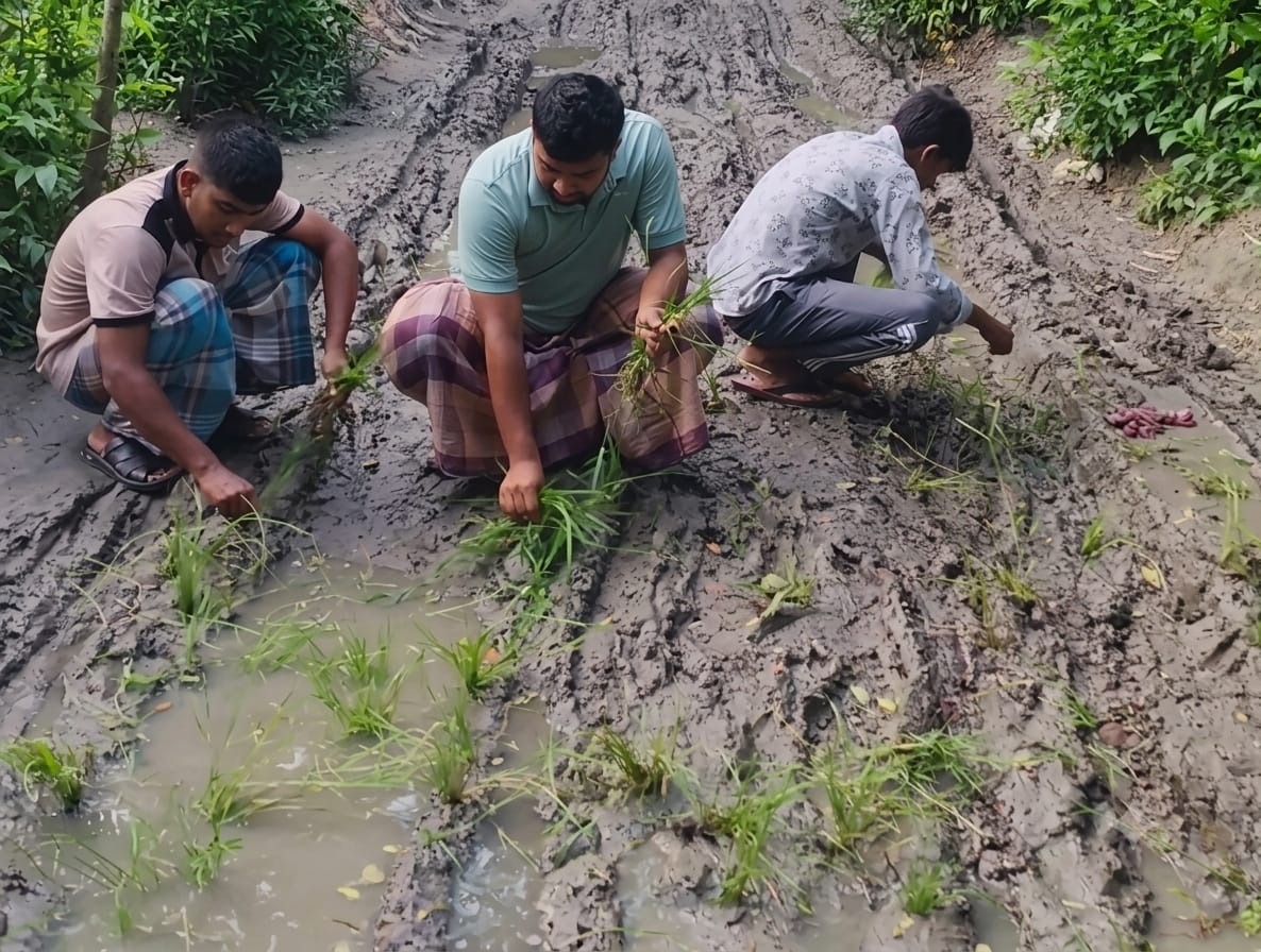 রামগতিতে সড়ক সংষ্কার না হওয়ার প্রতিবাদে ধানের চারা রোপন