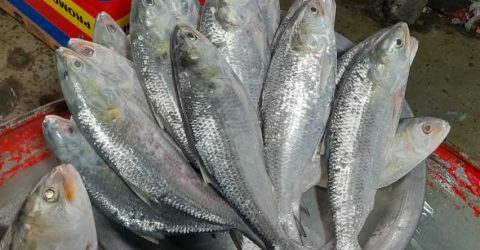 রামগতিতে প্রভাবশালীদের যোগসাজশে মেঘনায় ইলিশ নিধনের মহোৎসব