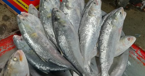 রামগতিতে প্রভাবশালীদের যোগসাজশে মেঘনায় ইলিশ নিধনের মহোৎসব