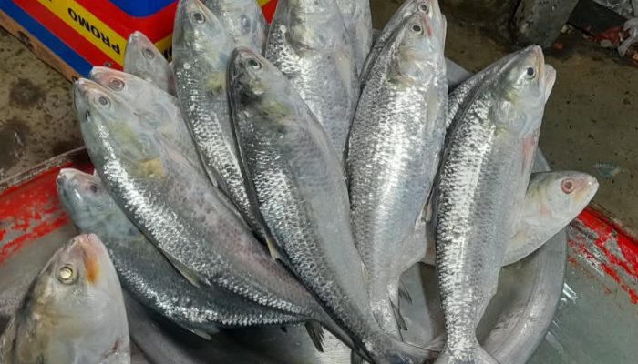 রামগতিতে প্রভাবশালীদের যোগসাজশে মেঘনায় ইলিশ নিধনের মহোৎসব