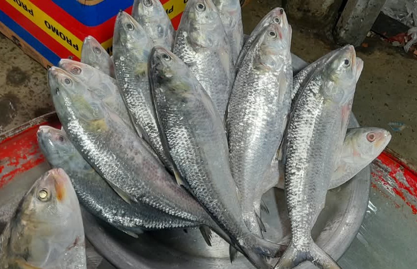রামগতিতে প্রভাবশালীদের যোগসাজশে মেঘনায় ইলিশ নিধনের মহোৎসব